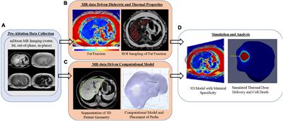 Fat Quantification Imaging and Biophysical Modeling for Patient-Specific Forecasting of Microwave Ablation Therapy